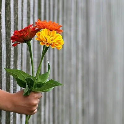 hand-1549399_640.jpg